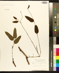 Smilax smallii image