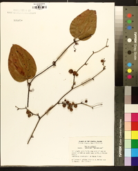 Smilax walteri image