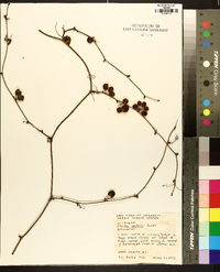 Smilax walteri image