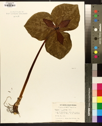 Trillium cuneatum image