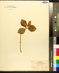 Trillium erectum image