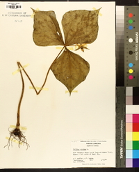 Trillium erectum image