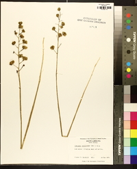 Camassia scilloides image