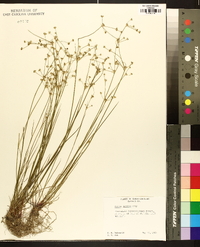 Juncus debilis image