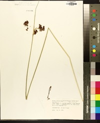 Juncus roemerianus image