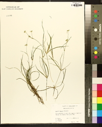 Juncus repens image