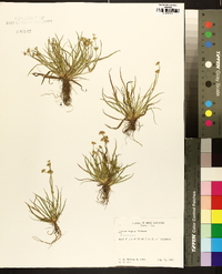 Juncus repens image