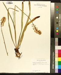 Amianthium muscitoxicum image