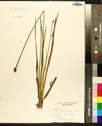 Xyris difformis image