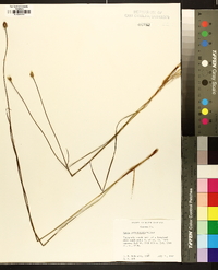 Xyris caroliniana image