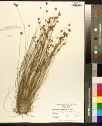 Rhynchospora chapmanii image