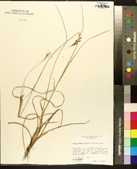 Rhynchospora inexpansa image