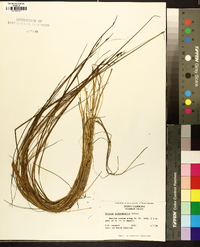 Schoenoplectus subterminalis image