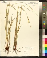 Scleria triglomerata image