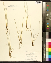 Eleocharis flavescens image