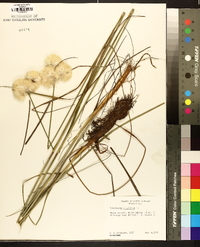 Eriophorum virginicum image