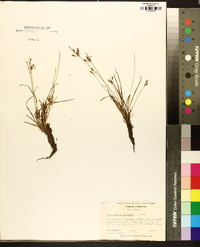 Fimbristylis dichotoma image