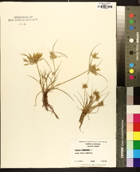 Cyperus compressus image