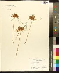 Cyperus filicinus image