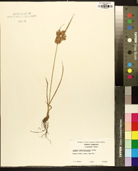 Cyperus lancastriensis image