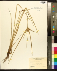 Cyperus pseudovegetus image