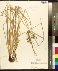 Cyperus retrorsus image