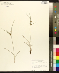 Cyperus retrorsus image