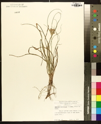 Cyperus retrorsus image