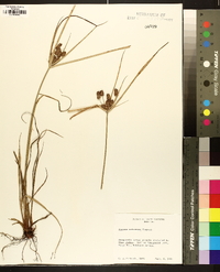 Cyperus retrorsus image