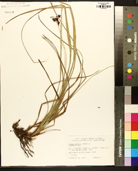 Carex typhina image