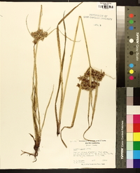 Cyperus virens image