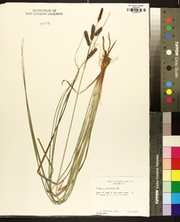 Carex glaucescens image