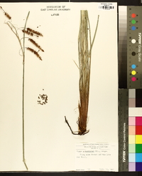 Carex glaucescens image