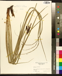 Carex joorii image