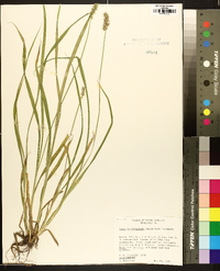 Carex laevivaginata image