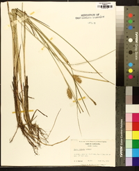 Carex bullata image