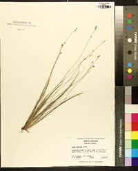 Carex eburnea image