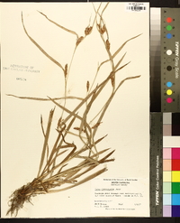 Carex flaccosperma image