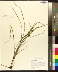 Carex folliculata image