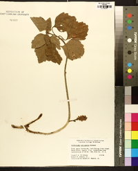 Pachysandra procumbens image