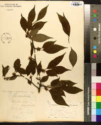 Ilex ambigua image