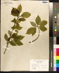 Ilex longipes image