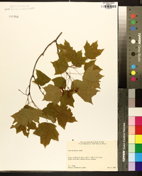 Acer leucoderme image