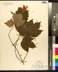 Acer spicatum image