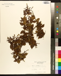 Sageretia minutiflora image