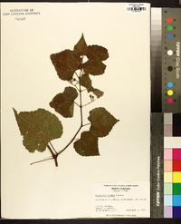 Ampelopsis cordata image