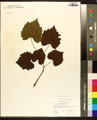 Vitis rotundifolia image