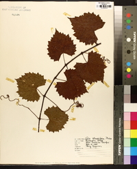 Vitis rotundifolia image