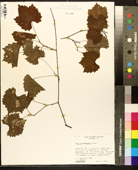 Vitis rotundifolia image