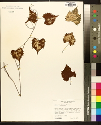 Vitis rotundifolia image